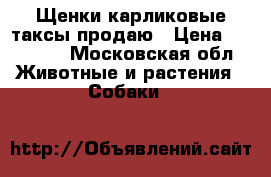 Щенки карликовые таксы продаю › Цена ­ 10 000 - Московская обл. Животные и растения » Собаки   